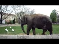 Belgrade Zoo - Zooloski vrt Beograd