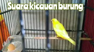 Download SUARA BURUNG KENARI DAN lovebirds  | #burunggacor  @ASEP_RCK MP3