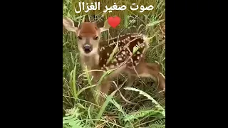 صوت صغير الغزال يشبه صوت الماعز 