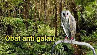 Download Suara pikat burung kecil anti galau MP3