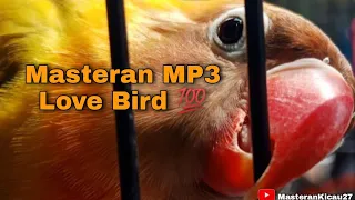 Download MP3 LoveBird || Masteran LoveBird MP3 💯 MP3