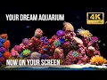 Download Lagu 🧘‍♂️ Aquarium in 4K | Beste Rustgevende Watervissen Geluiden voor Slaap \u0026 Meditatie (12 Uur)