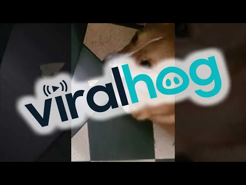 Merlin Tries To Eat A Chip || ViralHog