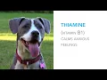 Composure Calming Supplements for Cats and Dogs