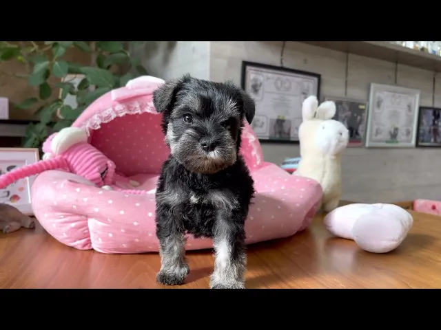 動画