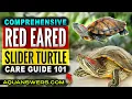 Red-Eared Slider Turtle Trachemys scripta elegans Care Setup Why They re So Popular