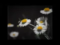 Download Lagu 再生 / HACHI.cover 【歌ってみた】