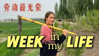 中国西北未经修饰的真实生活：未婚夫家的农场
