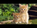 Download Lagu Kittens Meowing- Sound Effects