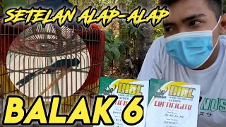 Download Pecah kan Mitos || Murai Batu Balak Susah Juara MP3