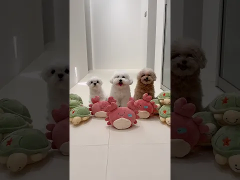 활게🦀 vs 활개🐕