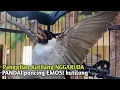 Download Lagu Suara Burung Kutilang Gacor ASLI Tanpa isian, Ampuh untuk Pikat Kutilang bikin kutilang Ribut gacor