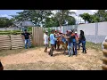 Download Lagu Pelepasan kerapas sapi saat di garis start lomba kawedanan bangkalan kota ...#kerapan 