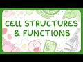 Cell Structures Functions Animal Cells vs Plant Cells Middle School Science