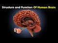 Human Brain Structure and Function of Human brain How Human Brain Works