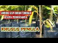 Download Lagu SAMBUNG SISIP DURIAN TERMUDAH BESERTA PERAWATANNYA KHUSUS PEMULA