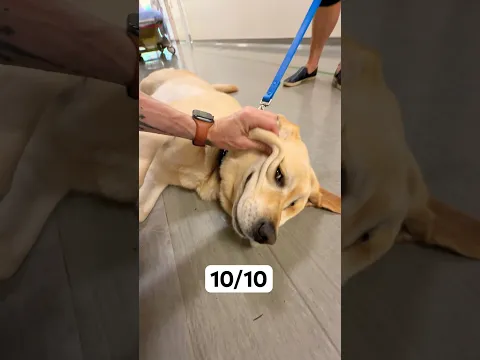 I met a 10/10 therapy dog 💛