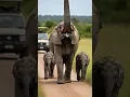 Download Lagu Elephant Sound 🐘 Giant African elephant trying to Protect her babies 😳 #elephant #animals