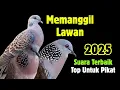 Download Lagu Suara Tekukur Gaharr, Yang Dicari Para Pemikat || Cocok Untuk Pancingan Memikat