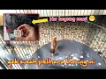 Download Lagu ADAKAH YANG PUNYA BURUNG SEPERTI INI⁉️ TAK KASIH TAU CARA MERAWATNYA