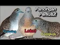 Download Lagu Pancingan Perkutut LOKAL - BANGKOK - CROSSING