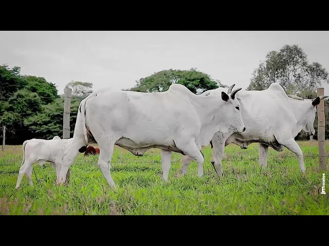 2 Matrizes Nelore P.O. 