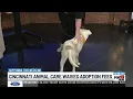 Cincinnati Animal Care waives adoption fees