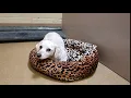 Alfalfa A0929964 CCC Animal Shelter 12 22 18
