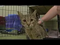 No cat kennel space left at Dubuque Humane Society as shelter asks community for help