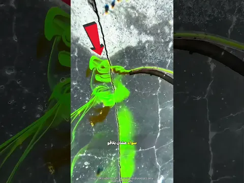 عشان كده المياه بتبقى خضرا 😮