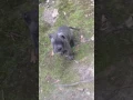 Cane corso pitbull mix