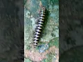 Download Lagu Giant African Millipede Bug insects #short