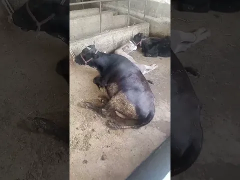 топ