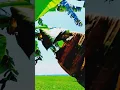 Download Lagu AYO TONTON INI ( LAGU : SETELAH JUMPA PERTAMA : ANISA RAHMA ft GERRY MAHESA ).