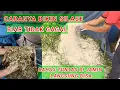 Download Lagu Cara Bikin Pakan Silase Supaya Tidak Gagal Atau Busuk