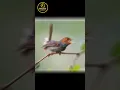 Download Lagu 5 BURUNG KECIL BERSUARA KERAS #shorts