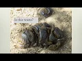 APES Unit 8 1 - Sources of Pollution