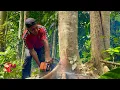 Strongest Chainsaw!! Cut down a Super Bayur Tree in the garden.
