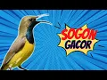 Download Lagu MASTERAN SOGOK ONTONG GACOR NEMBAK !!!