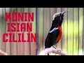 Download Lagu KONIN GACOR ISIAN CILILIN