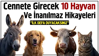 Cennete Girecek 10 Hayvan Ve İnanılmaz Hikayeleri | Aşk-ı Neva