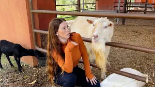 Animais diferentes /Vacas Jersey/ hotel FAZENDA VALE DA MANTIQUEIRA/ Acqua Vale/Família Rural e mais