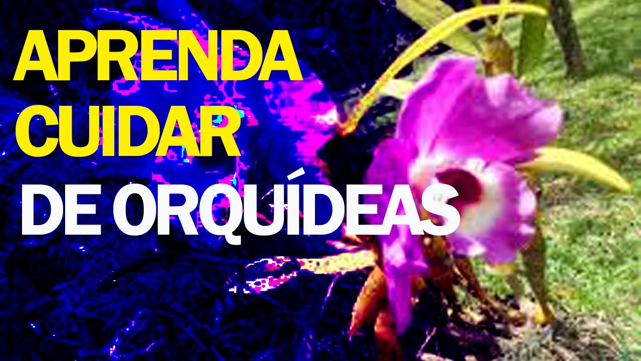COMO CUIDAR DE ORQUÍDEAS DA FORMA CORRETA