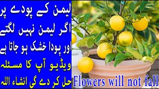 Download اب ہر کسی کے لیمن کے پودوں پر لیمن لگیں گے |Lemon Plant Care and Tips MP3