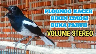 Download PLONGAN KACER bikin emosi bikin buka paruh VOLUME KENCENG MP3