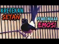 Download Lagu KRETEKAN DAHSYAT ‼️ Menjadikan MURAI DIAM BISU IKUT BUNYI NYAUT NGAMUK MENYAMBAR ‼️