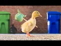 Lagu The Runaway Duckling