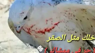 خلك مثل الصقر 