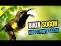 Lagu Sogon Gacor Hitungan Detik -  Pancingan Sogon Naikan Emosi dan Cepat Bunyi