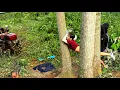 Download Lagu Agricultural vehicles,cutting down large trees is super difficult \u0026 the unexpected truth#farm#wood.